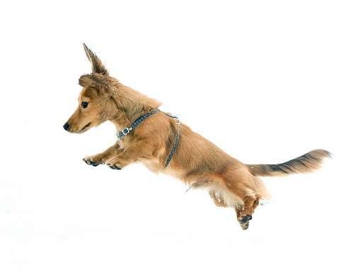 JumpingDog